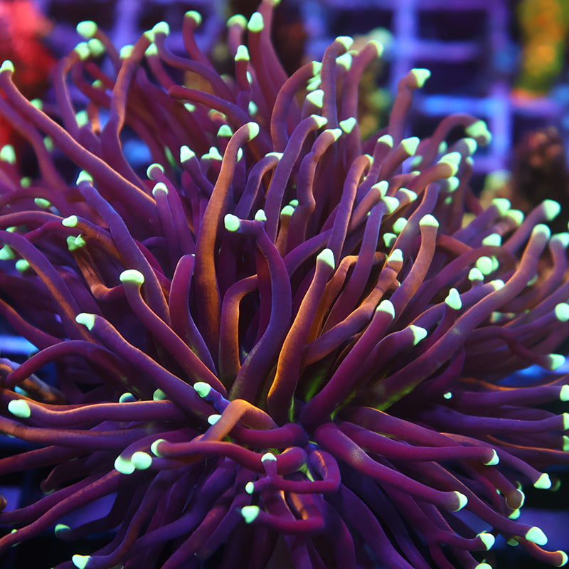 Lg Tank Spawned TCK Lightbulb Gold Torch