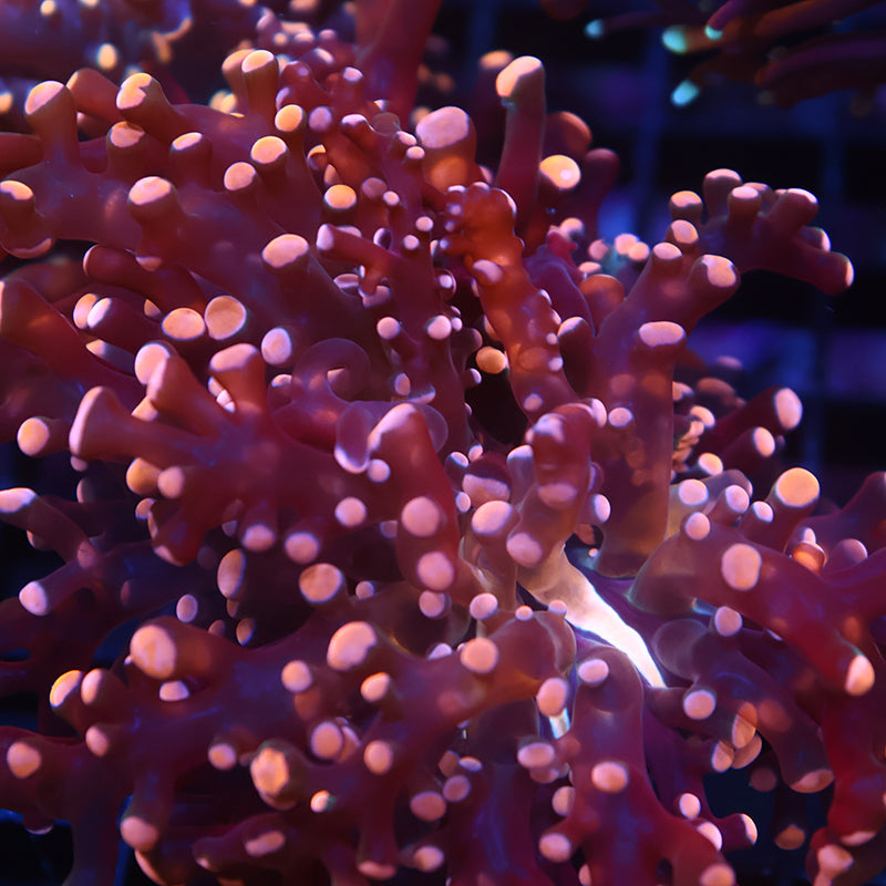 TCK Branching Gold Frogspawn