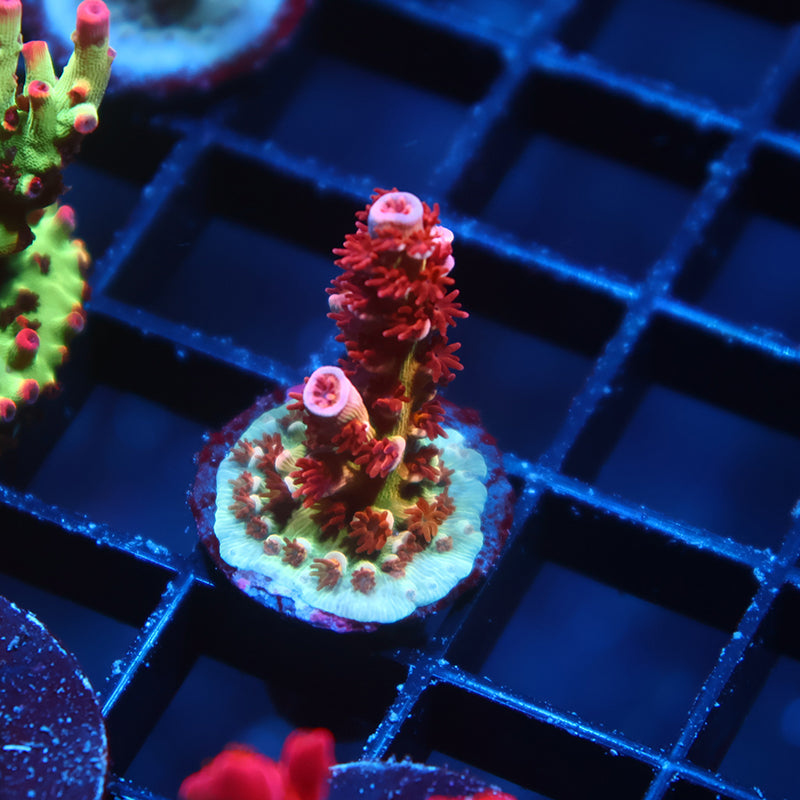 TCK Pink Fire Tenuis