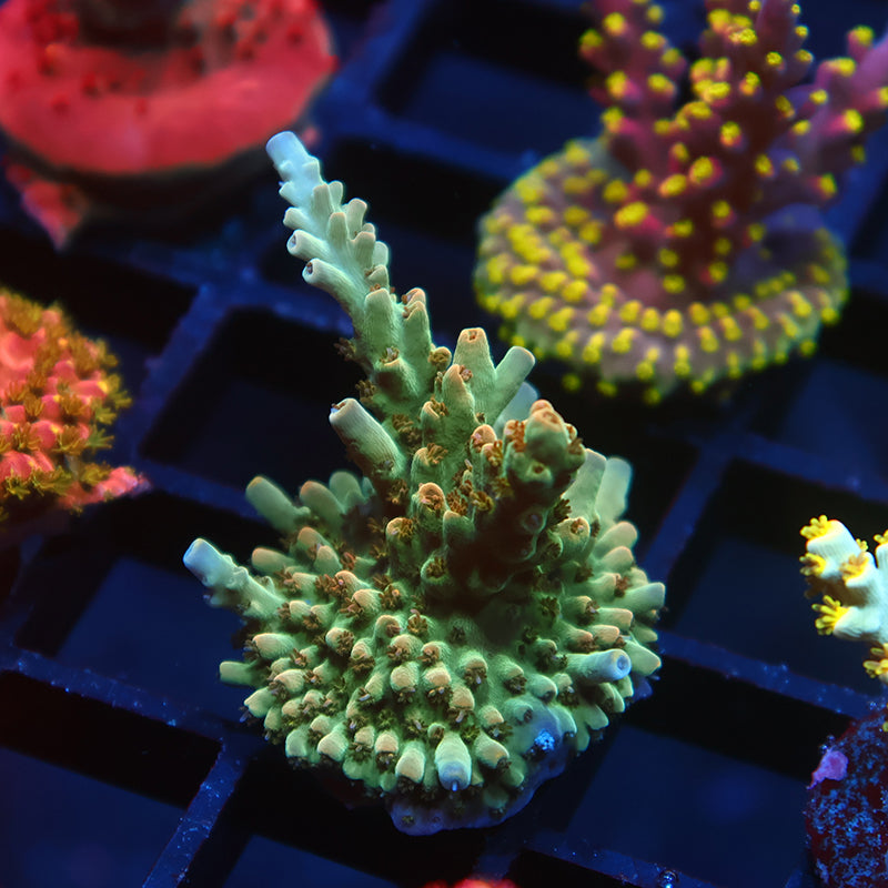 TCK Pink Polyp Shortcake