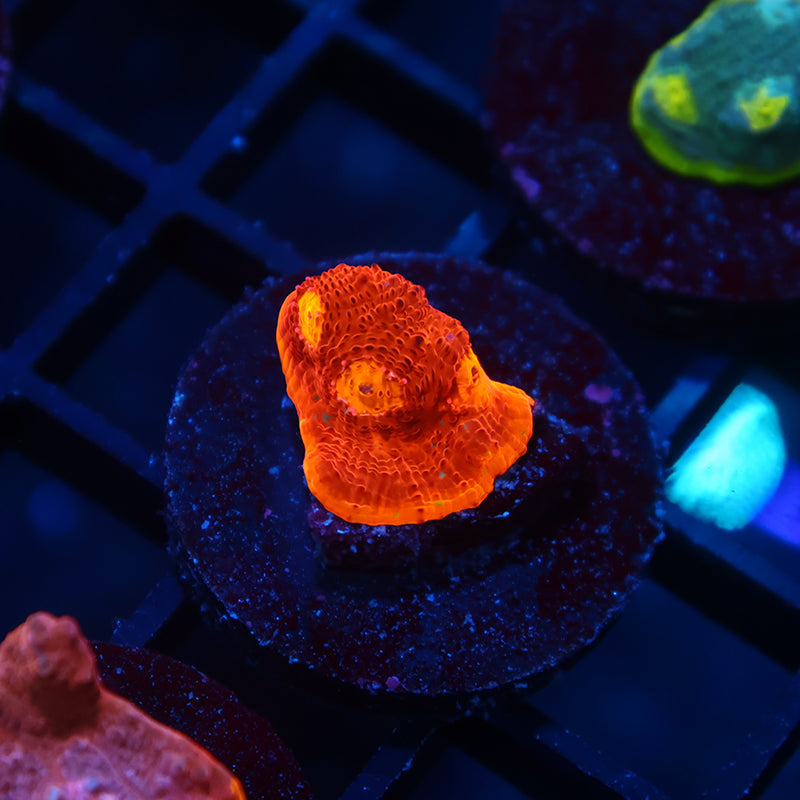 TCK Flamethrower Chalice