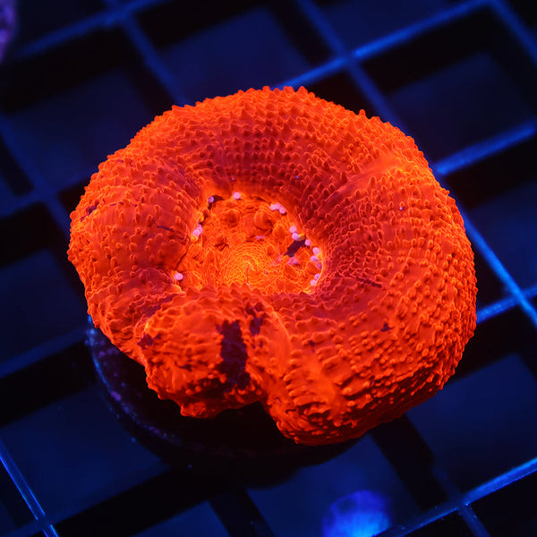 TCK Warpaint Bowerbanki