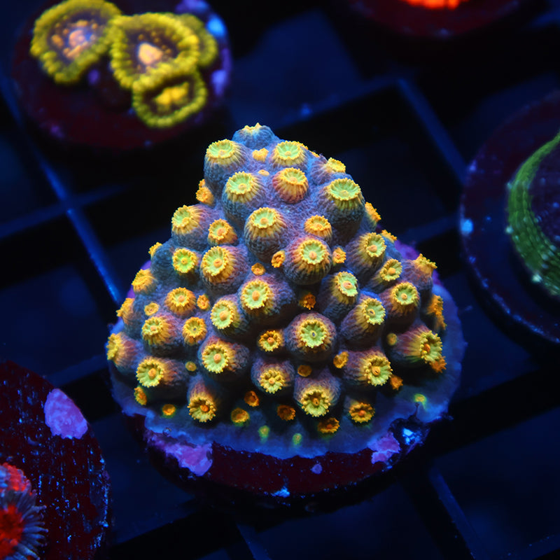 Zoolander Cyphastrea