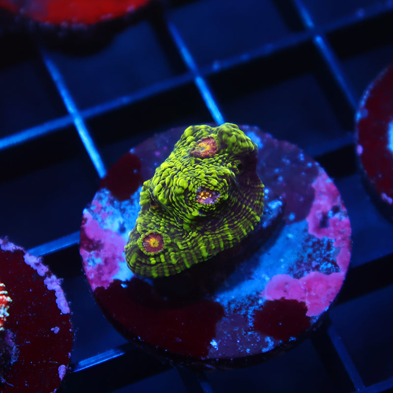 TCK Toxic Swirl Chalice