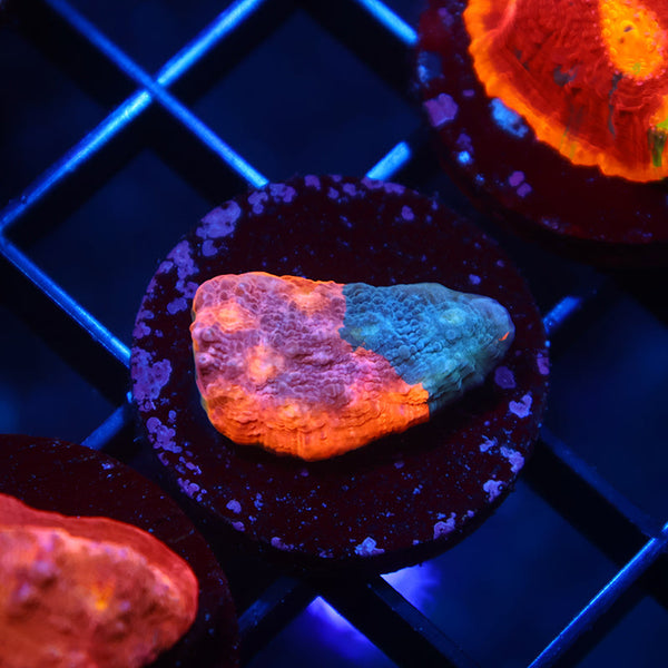 TCK Sunrise Rainbow Rim Chalice