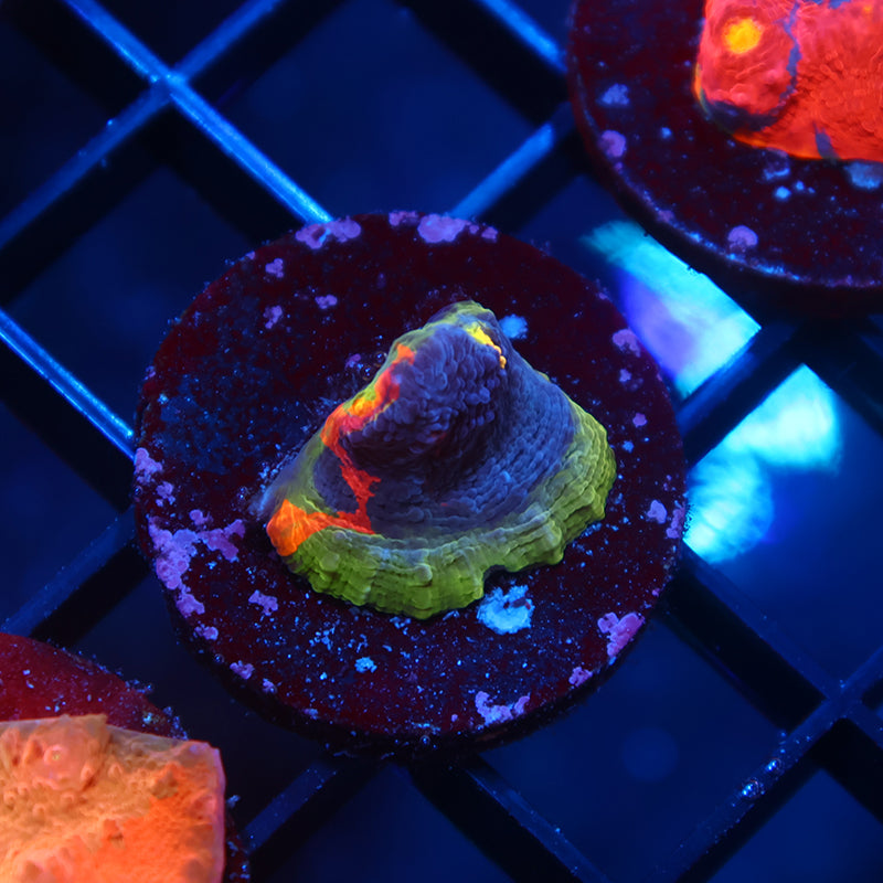 TCK Two Faced Chalice