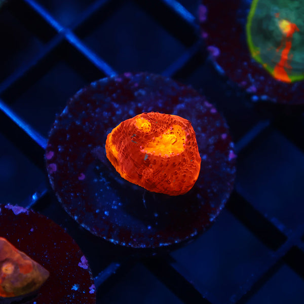 TCK Flamethrower Chalice