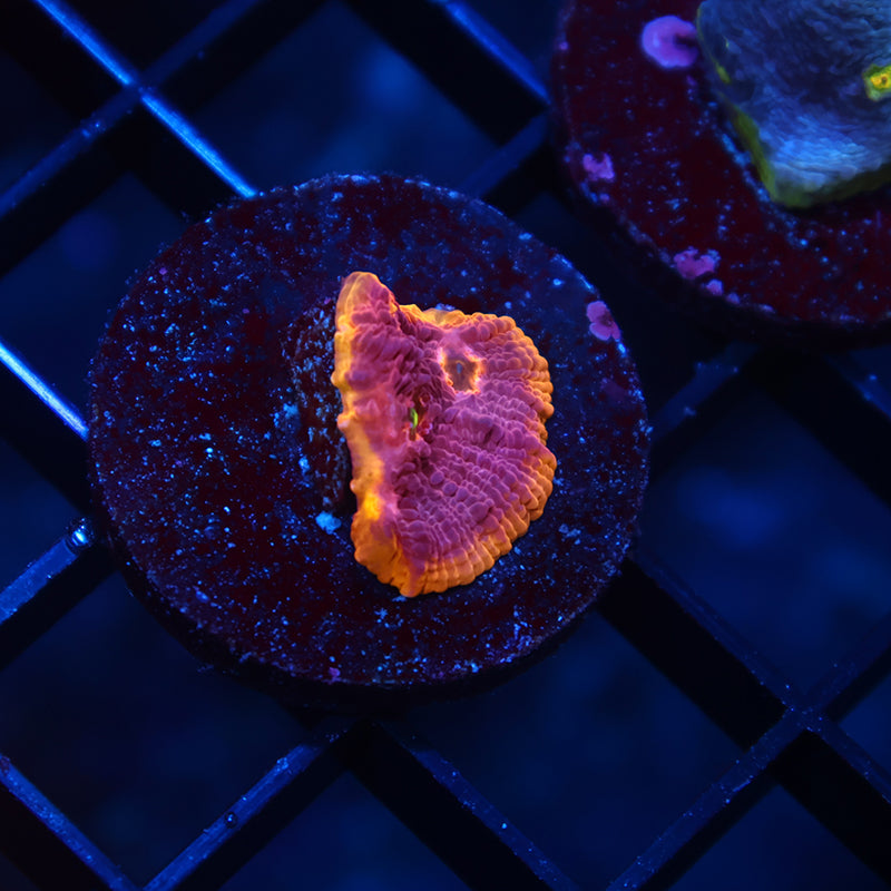 TCK Pink Rainbow Chalice