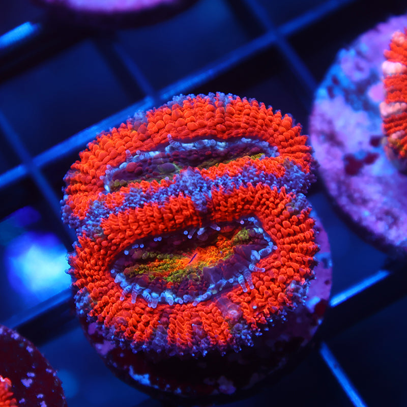 TCK Rainbow Center Lord