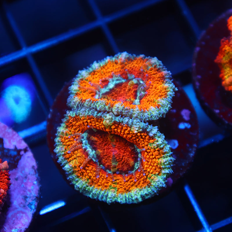 TCK Awesome Orange Lord