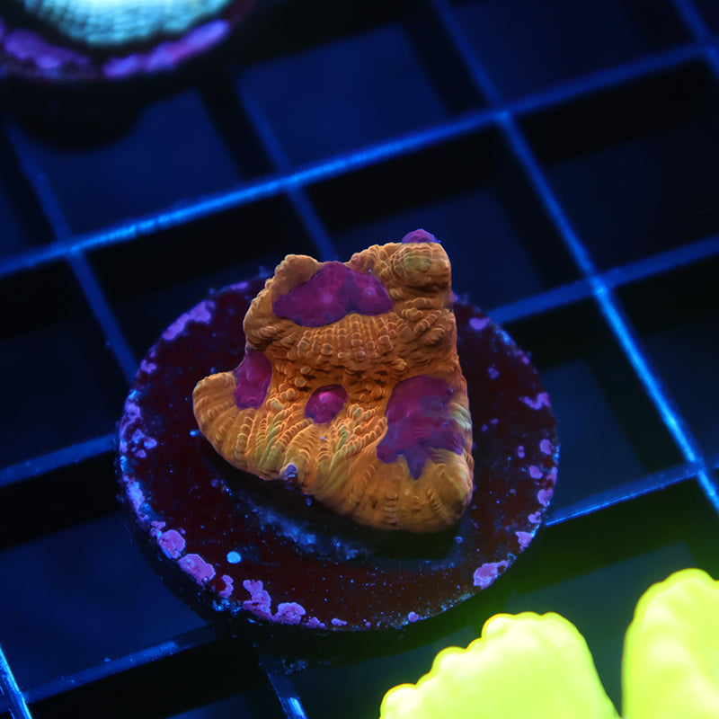 TCK Orange Jester Favia