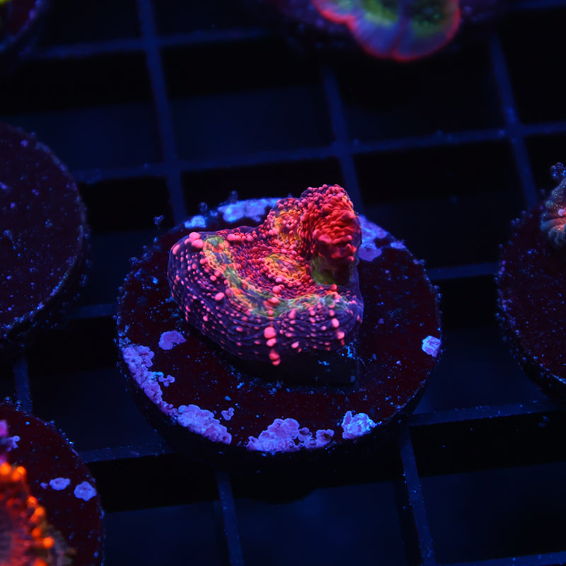 TCK Rimless WM Chalice