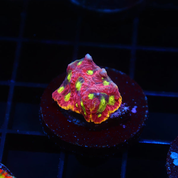 WWC Blood Diamond Favia