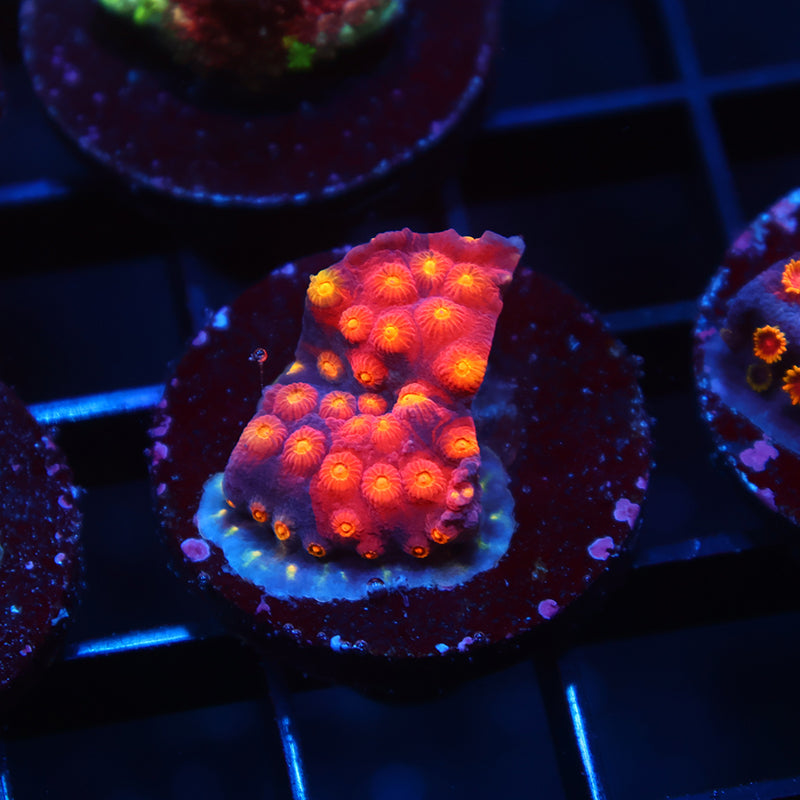 TCK Rainbow Abstract Cyphastrea