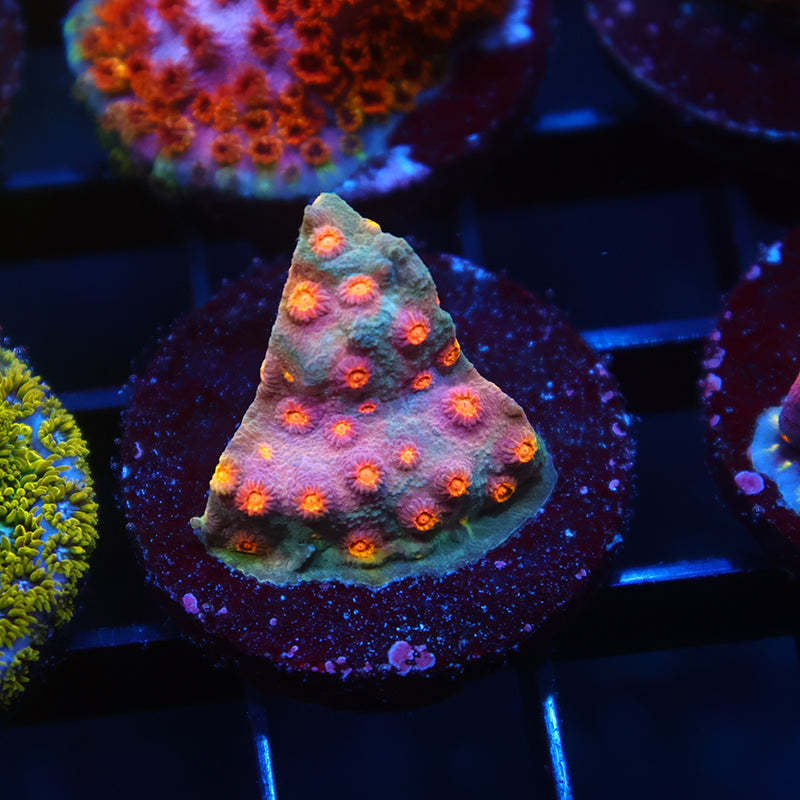 TCK Rainbow Comet Cyphastrea