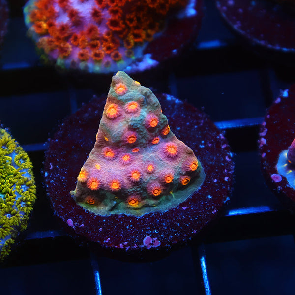 TCK Rainbow Comet Cyphastrea