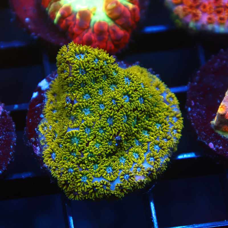 WWC Kermit the Frog Leptastrea