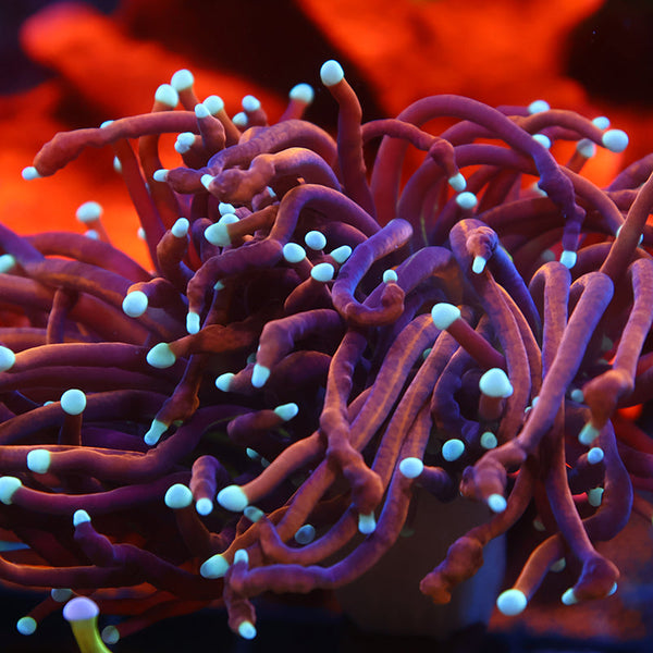 TCK White Tips Indo Gold Torch