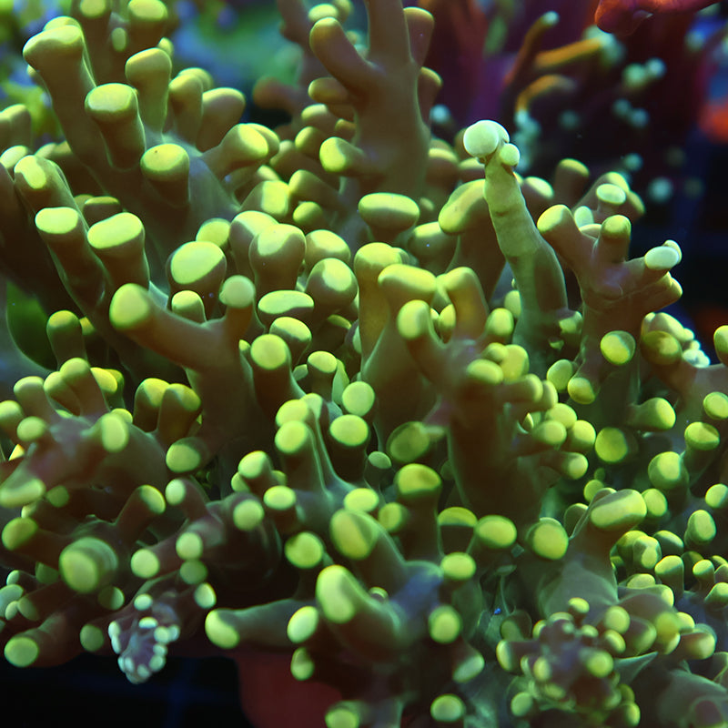 TCK Branching Lemonlime Frogspawn