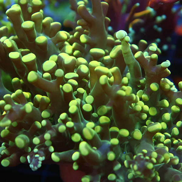 TCK Branching Lemonlime Frogspawn