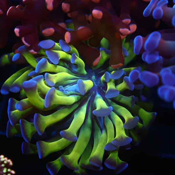 TCK Branching Purple Tip Hammer Small