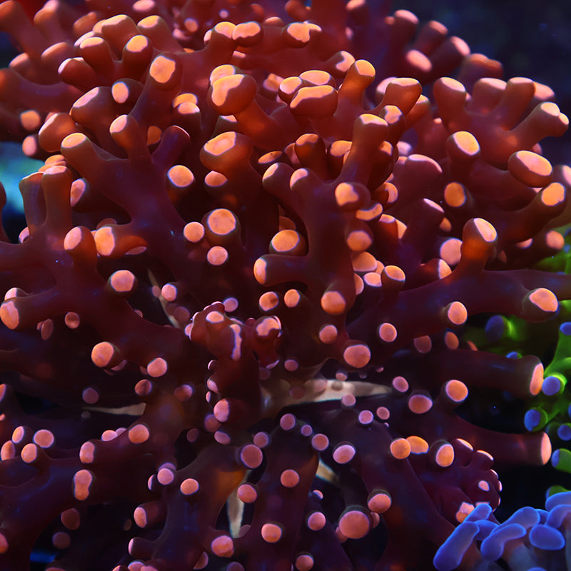 TCK Branching Gold Frogspawn