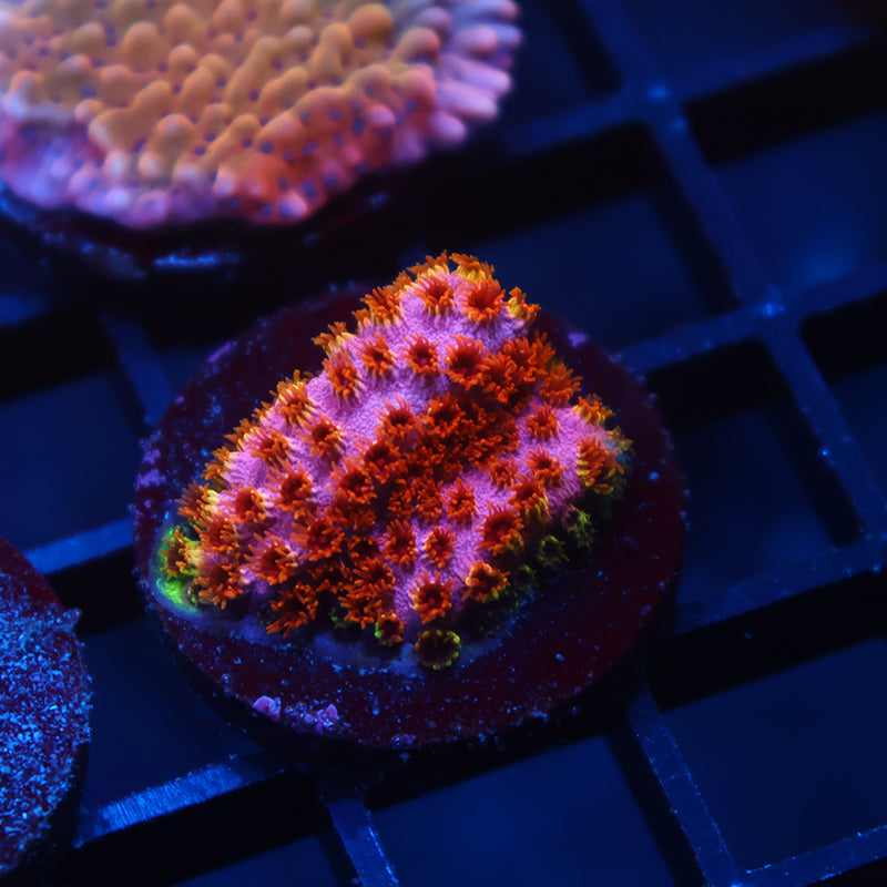 Skittles Bomb Cyphastrea