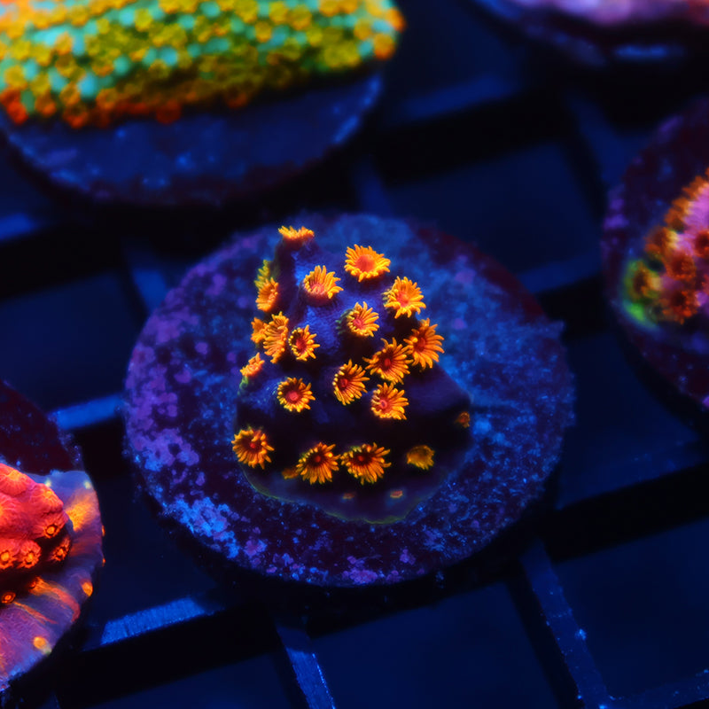 WWC Bizarro Cyphastrea