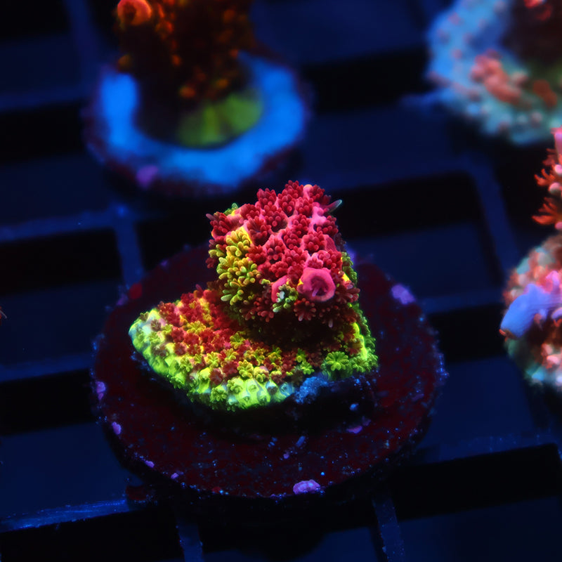 RRC Rainbow Splice Cookie