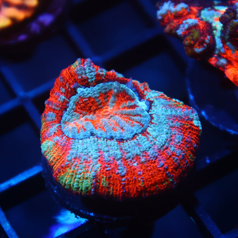 TCK Aquacultured Crazy Wilsoni