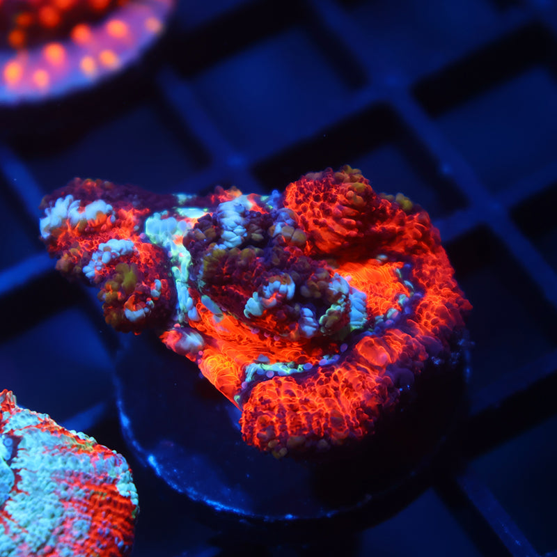 TCK Aquacultured Red Wilsoni