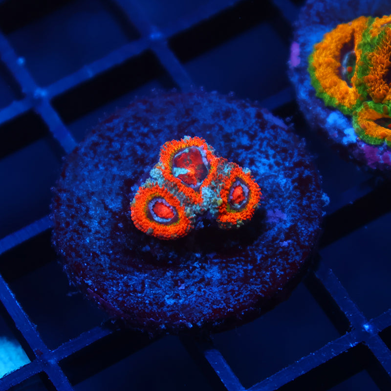 ECC Rainbow Roads Micromussa