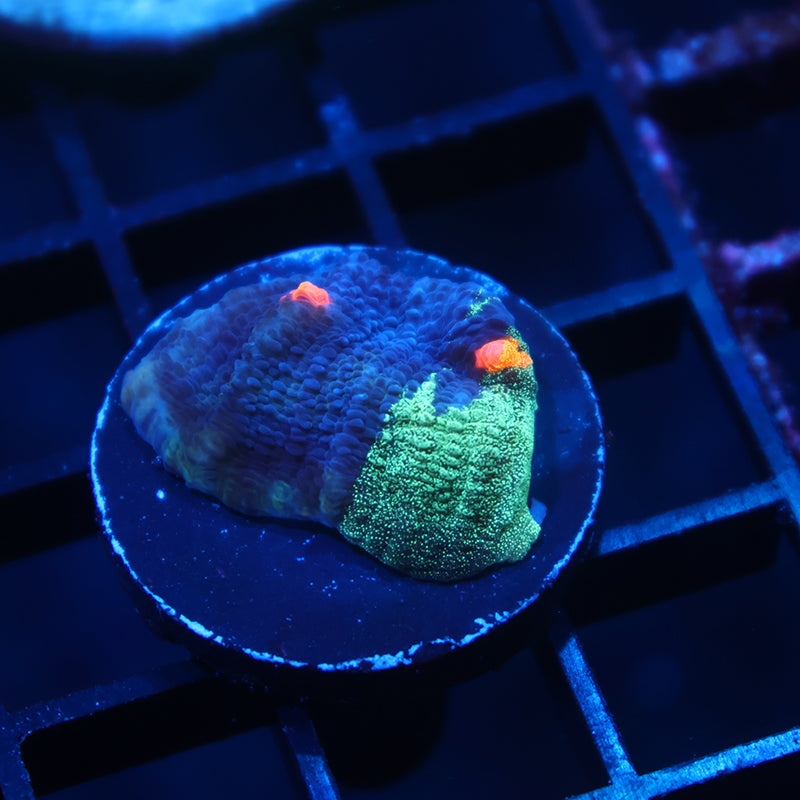 TCK Grafted Candy Eye Chalice