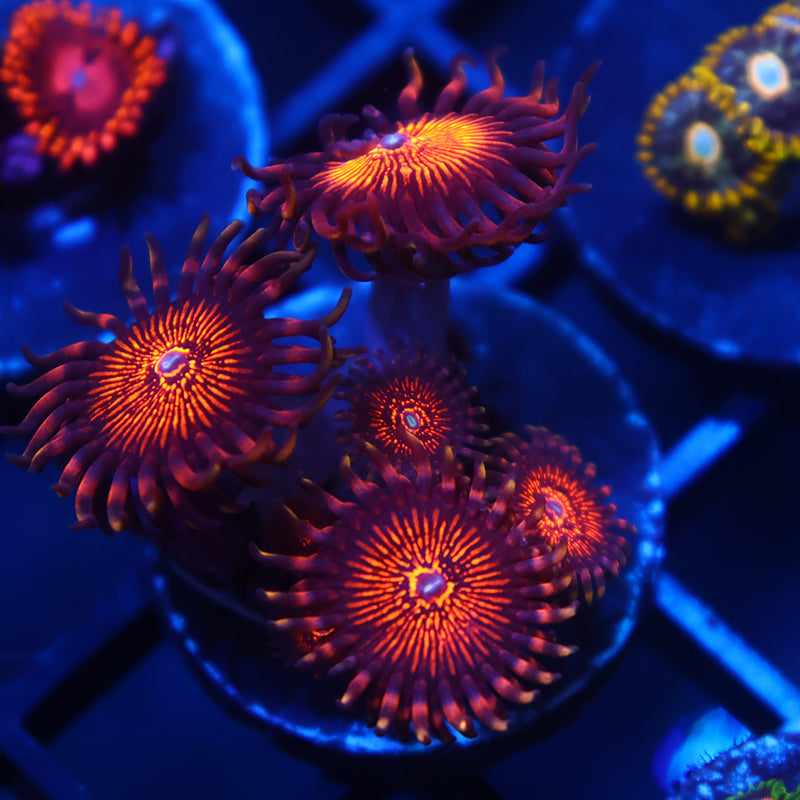 ARC Nightcrawlers