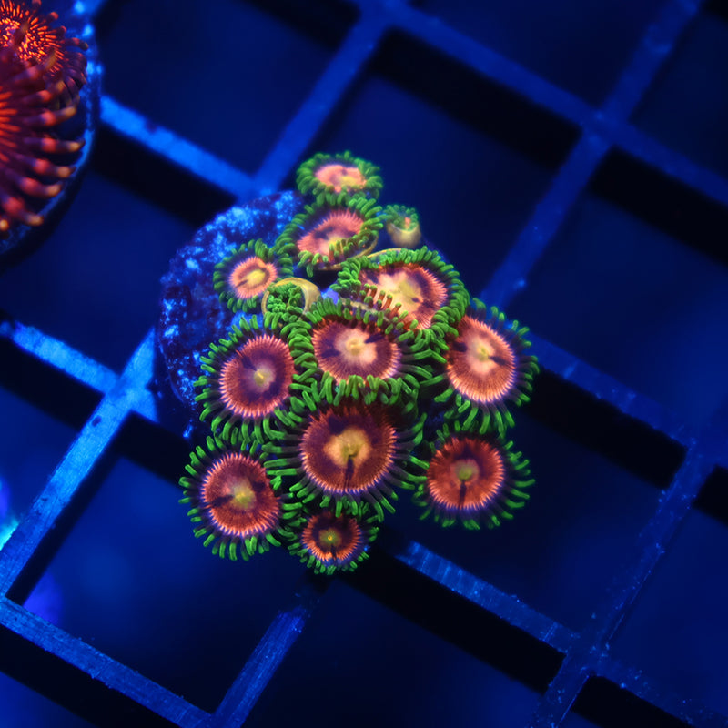 Laser Lemons
