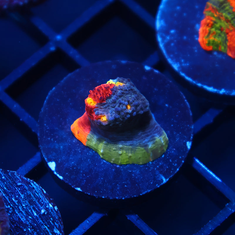 TCK Two Faced Rainbow Chalice