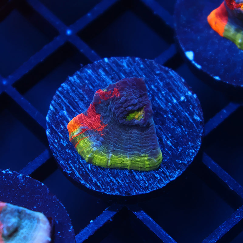 TCK Two Faced Rainbow Chalice