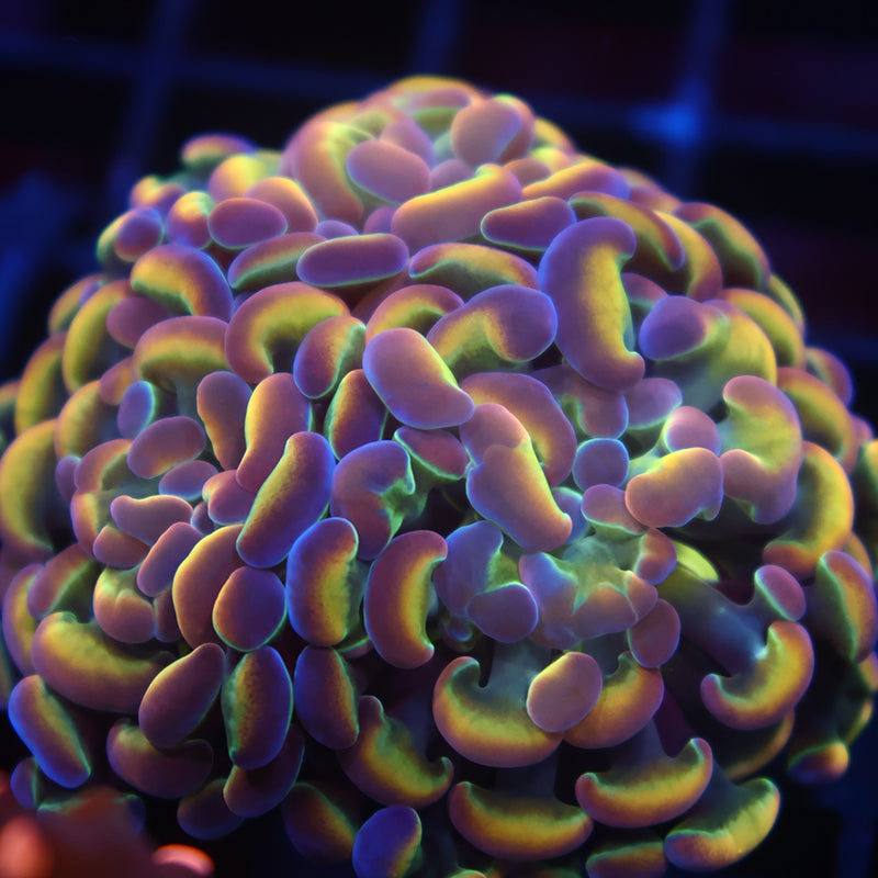 TCK Branching Holographic Hammer