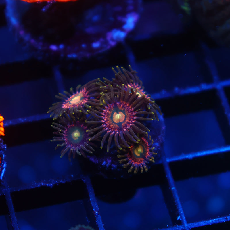 Neat Zoas