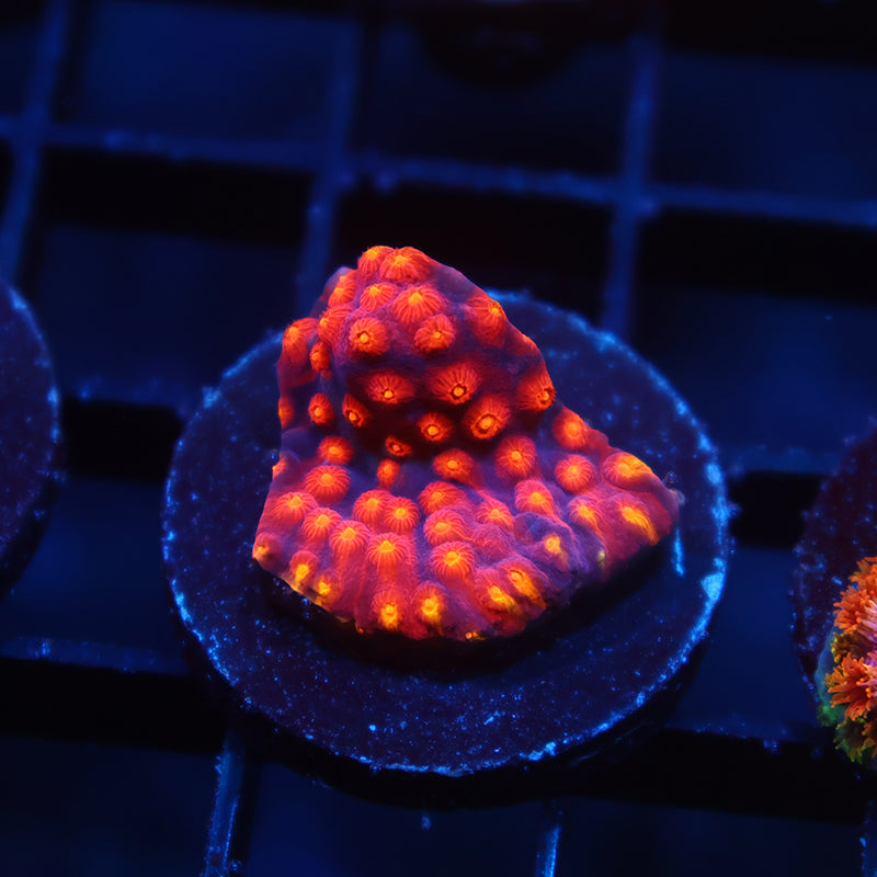 TCK Rainbow Abstract Cyphastrea