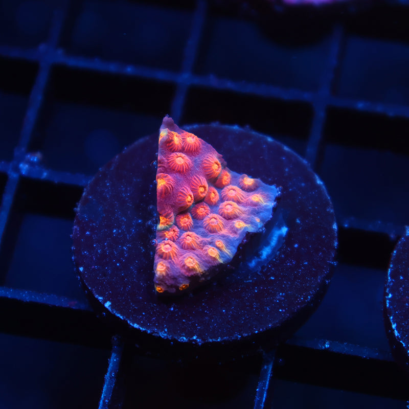 ARC Monet's Madness Cyphastrea
