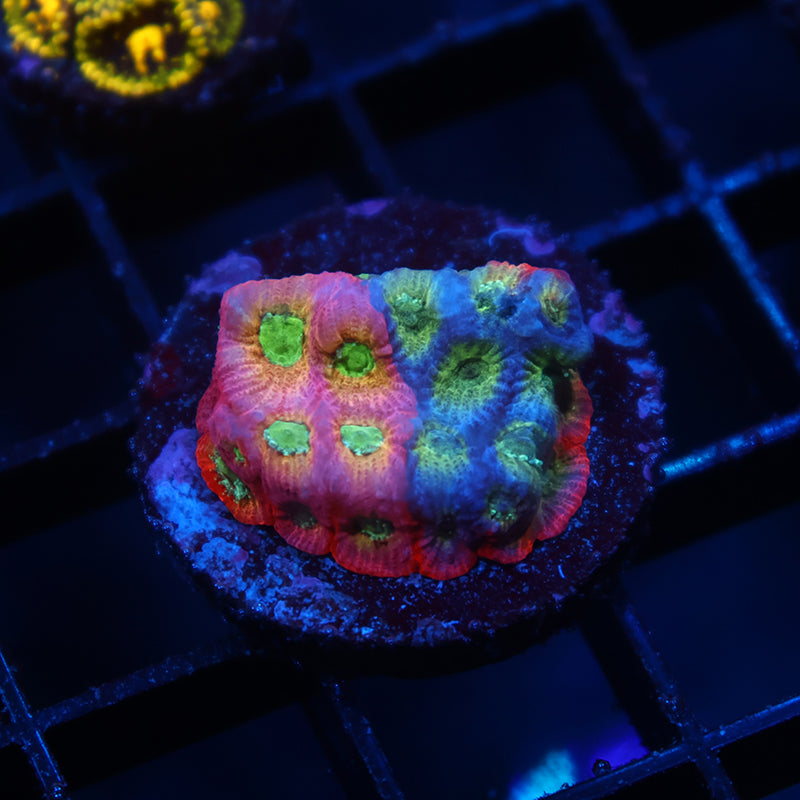 JF Dayglo Favia