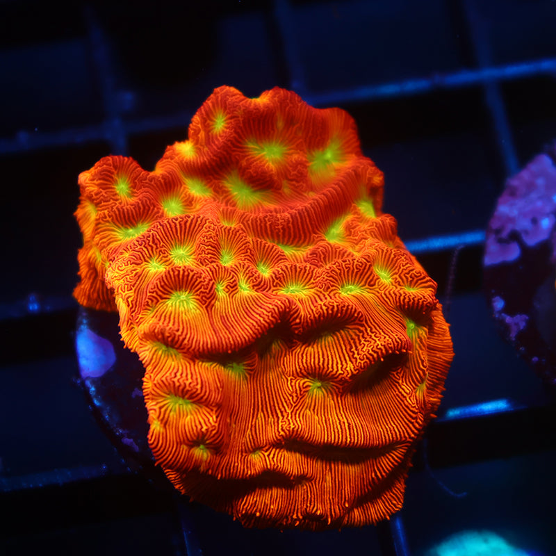 JF Jack-O-Lantern Lepto