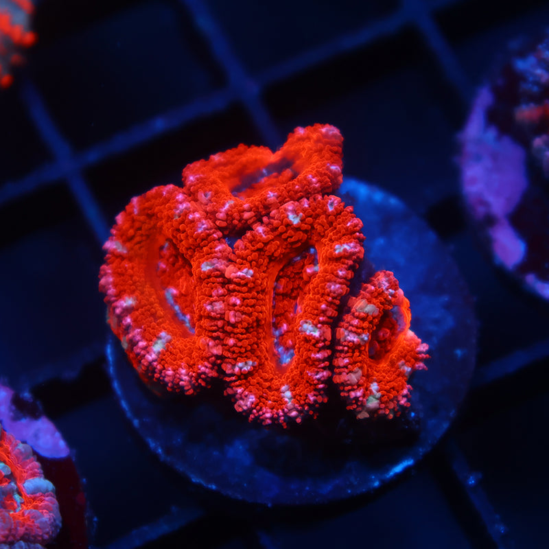 TCK Red Lord
