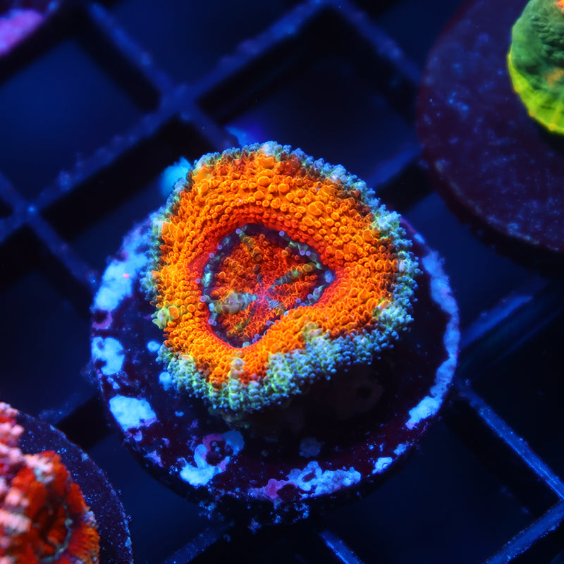 TCK Awesome Orange Lord