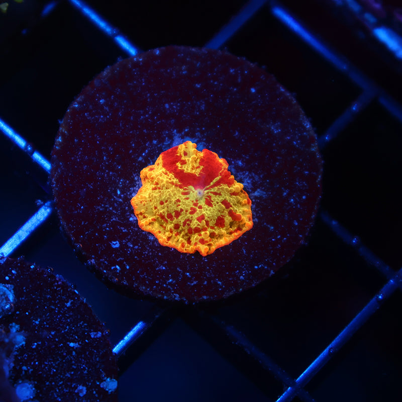 Baby Mythical Corals Eclectus Bounce