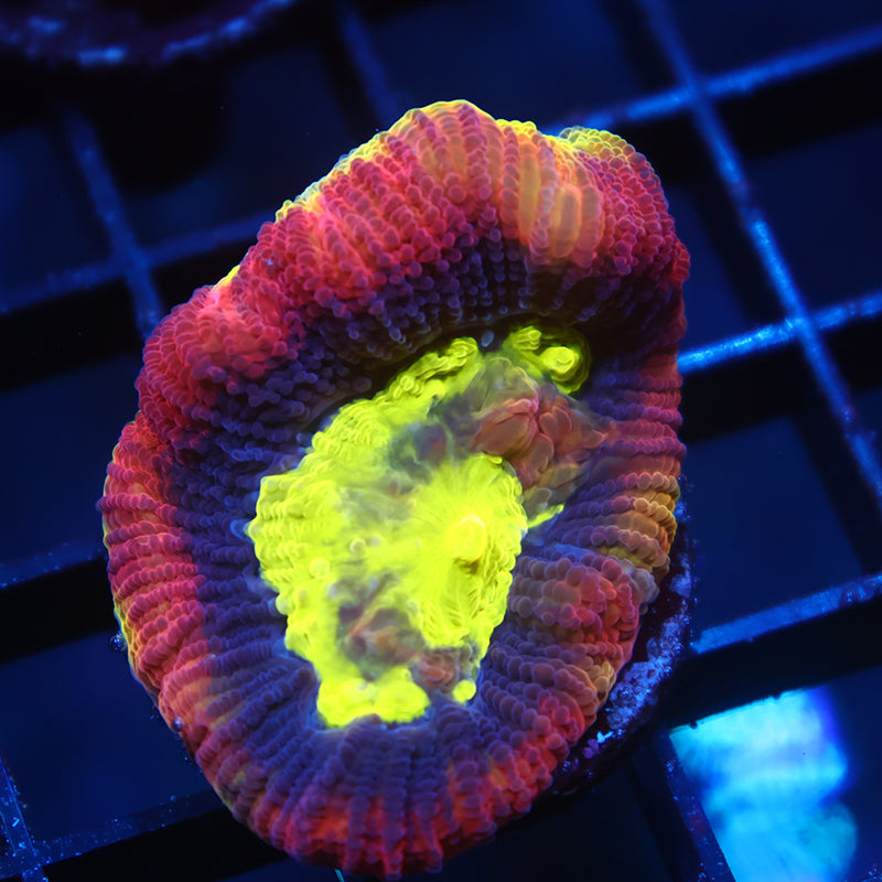 TCK Dragon Soul Favia
