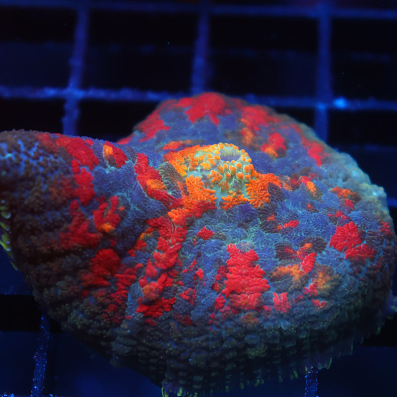TCK Rainbow Rhodactis Rug Mushroom