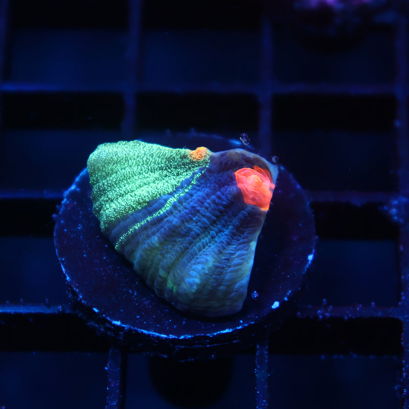 TCK Grafted Candy Eye Chalice