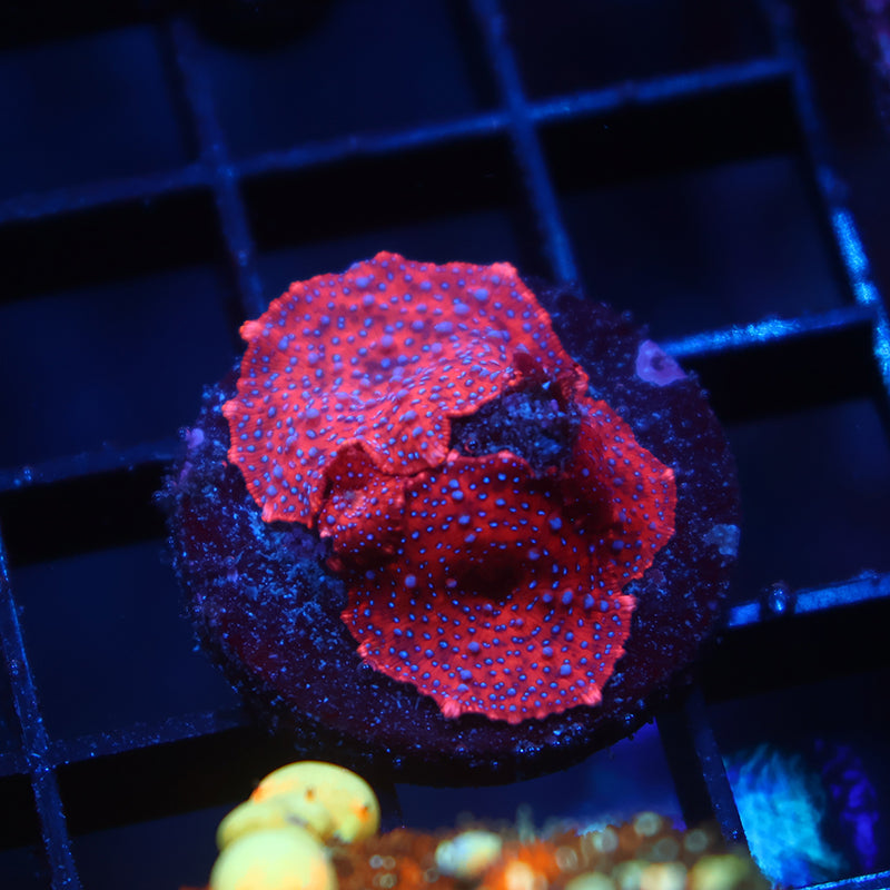 TCK Superman Mushrooms
